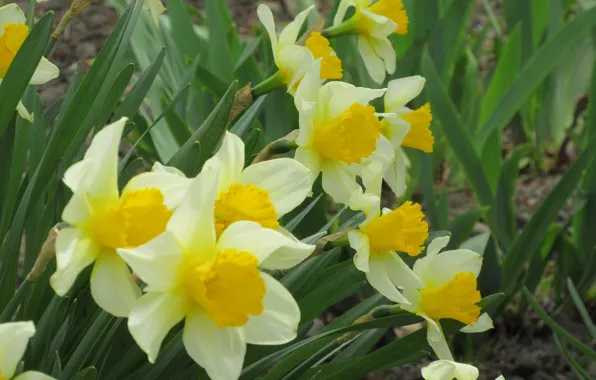 Daffodils, spring 2018, Meduzanol ©