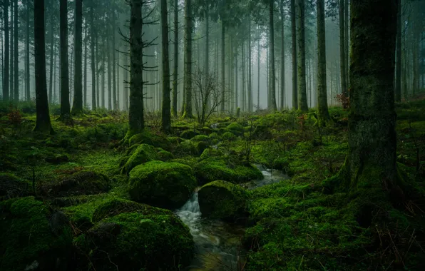 Forest, water, trees, nature, fog, stream, stones, moss