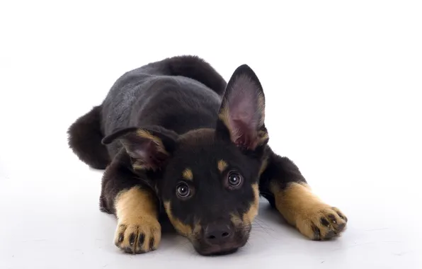 Picture puppy, dog, down, waiting