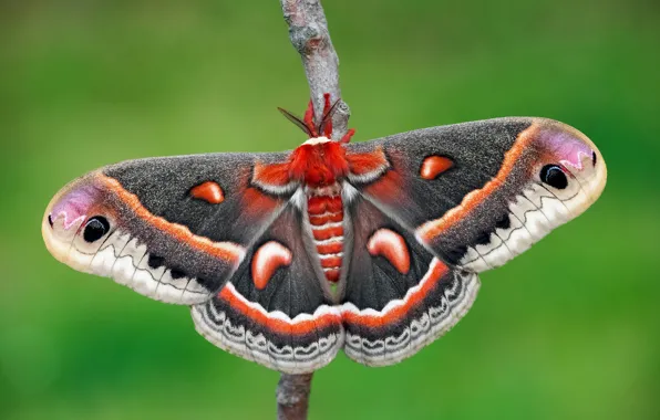 Macro, green, background, pattern, butterfly, wings, branch, insect