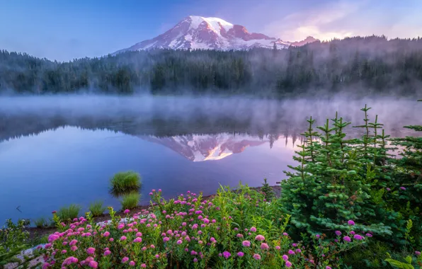 Forest, flowers, fog, lake, reflection, dawn, mountain, morning