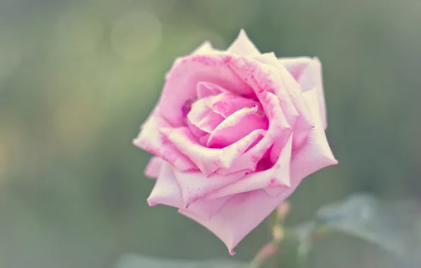 Leaves, roses, petals, stem, bokeh