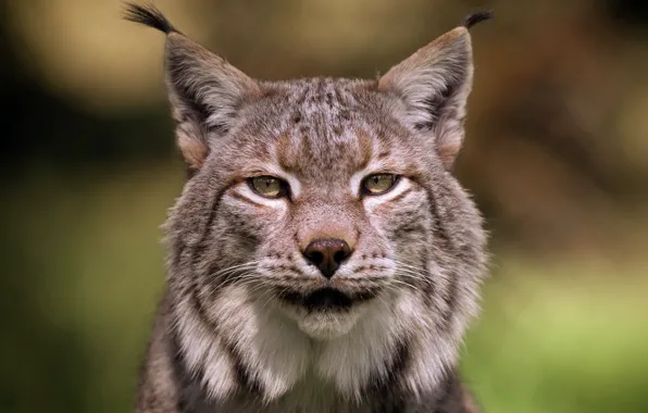 Look, face, nature, background, portrait, lynx, wild cat, young