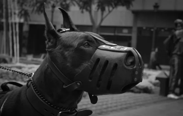 Picture dog, the muzzle, Doberman