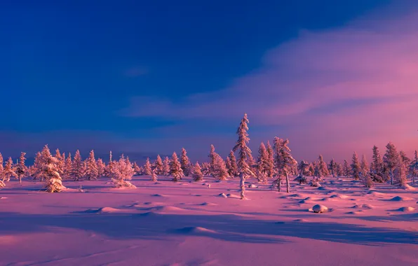 Winter, the sky, the sun, snow, trees, dawn