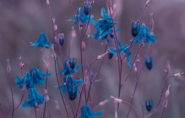 Macro, flowers, plant, stem