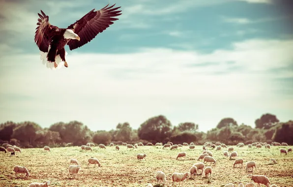 Nature, sheep, eagle