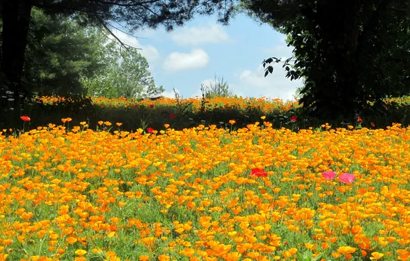 Trees, landscape, orange, nature, glade, Maki, a lot