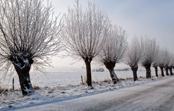 Winter, road, trees, landscape
