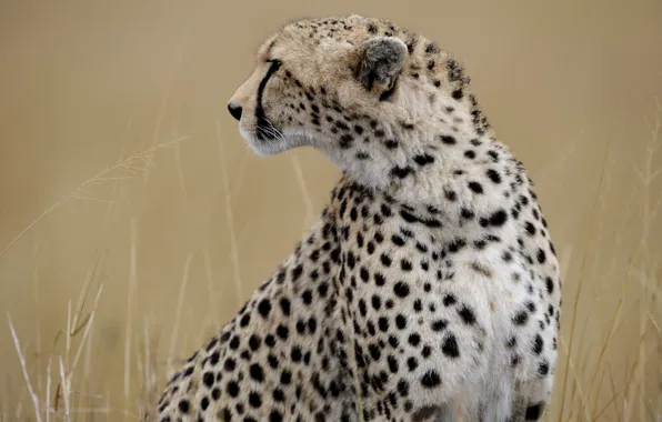 Grass, face, Cheetah, profile, wild cat