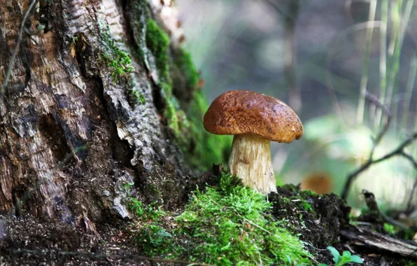 Forest, summer, nature, mushrooms