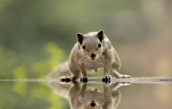Look, water, water, blurred background, rodent, look, rodent, blurred background