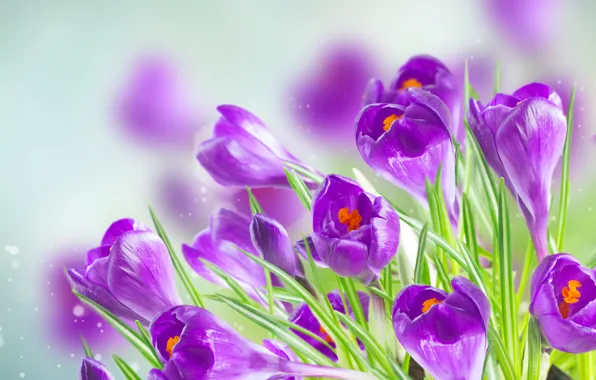 Picture background, purple, crocuses, bokeh, closeup