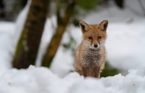 Winter, snow, Fox, the snow, Fox, Fox