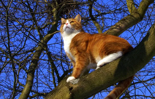 Picture cat, the sky, cat, tree, spring, red, pussy, cat