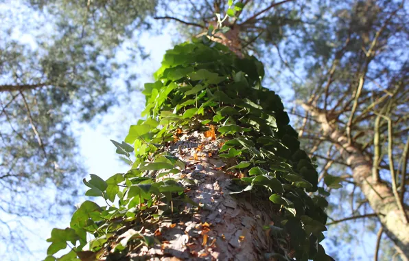 Forest, the sky, leaves, trees, view, bottom, trunk