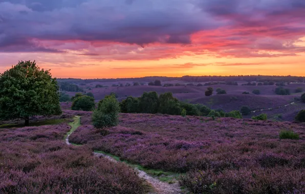 Field, the sky, clouds, trees, sunset, flowers, Netherlands, path