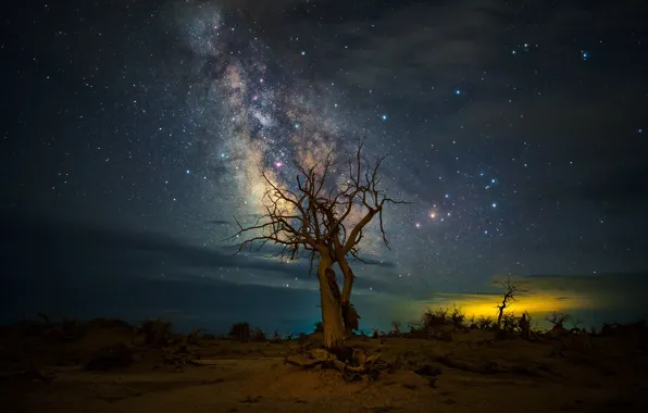 Stars, night, branches, tree, desert, The milky way, dry