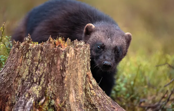 Look, nature, glade, stump, face, Wolverine