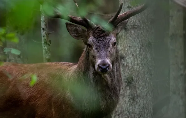 Picture forest, trees, nature, animal, deer