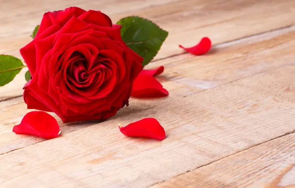 Roses, petals, red rose, flowers, romantic, roses