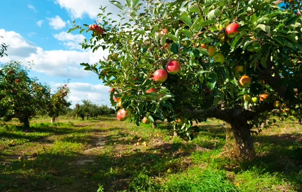 Trees, apples, garden, Apple, Apple