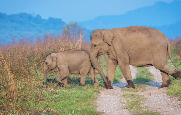 Road, field, grass, branches, nature, blue, elephant, baby