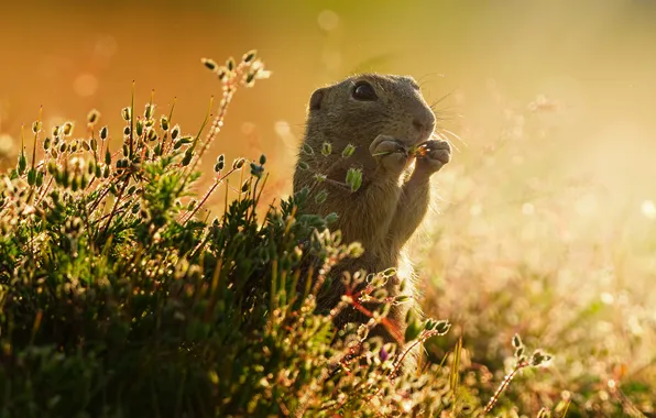 Look, light, flowers, glade, plants, face, gopher, meal