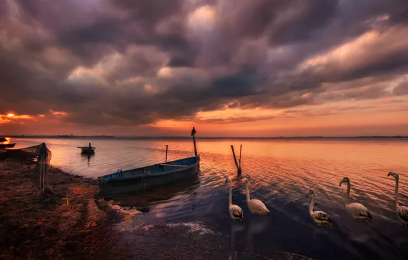 The sky, the sun, clouds, light, sunset, birds, clouds, network