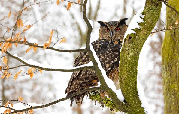 Winter, look, snow, branches, nature, pose, tree, owl