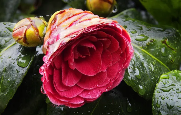 Picture flower, leaves, drops, Camellia