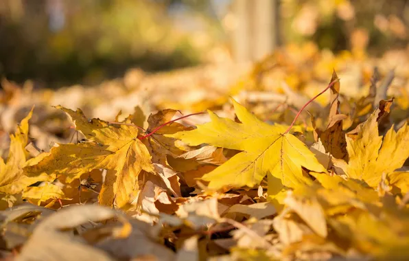 Picture autumn, leaves, macro, nature