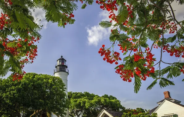 Picture the sky, trees, flowers, lighthouse