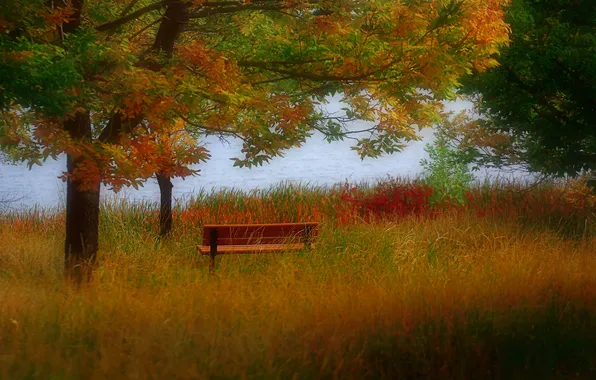 Picture autumn, trees, bench
