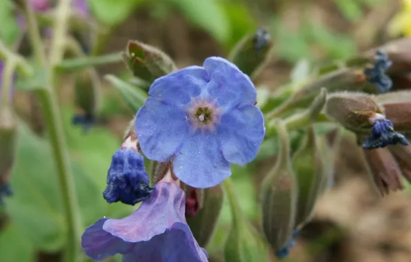 Flowers, purple, beutiful