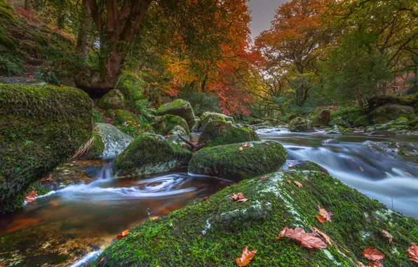 Autumn, trees, river, stones, England, moss, Devon, England