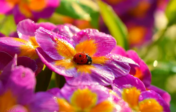 Picture Macro, Flowers, Drops, Ladybug, Flowers, Macro, Drops