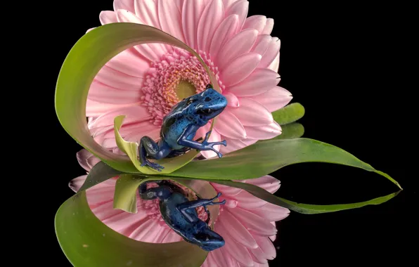 Picture flower, reflection, frog, gerbera, Blue dendrobates