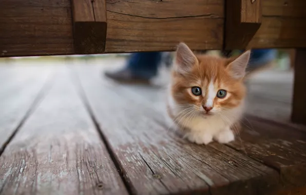Cat, look, pose, kitty, background, Board, red, muzzle