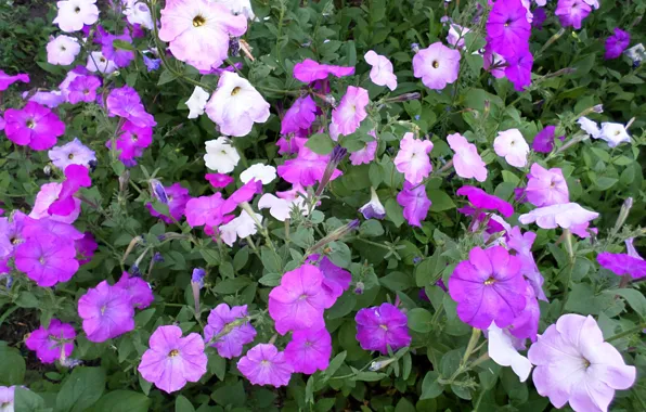 Summer, Petunia, July