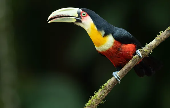 The dark background, bird, branch, Toucan