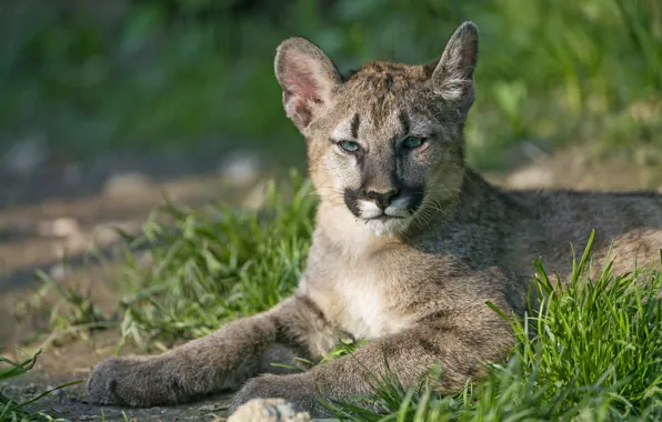 Grass, look, face, cub, kitty, Puma, mountain lion, Cougar