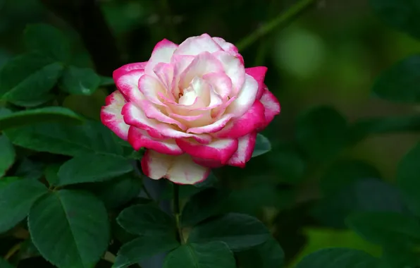 Picture macro, rose, garden, Bud, colorful