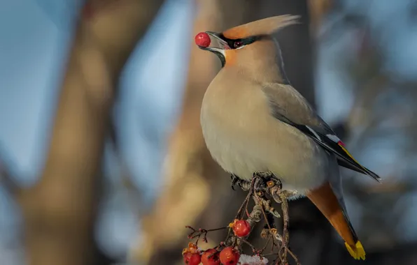 Branches, berries, background, bird, beak, fruit, the Waxwing, berry