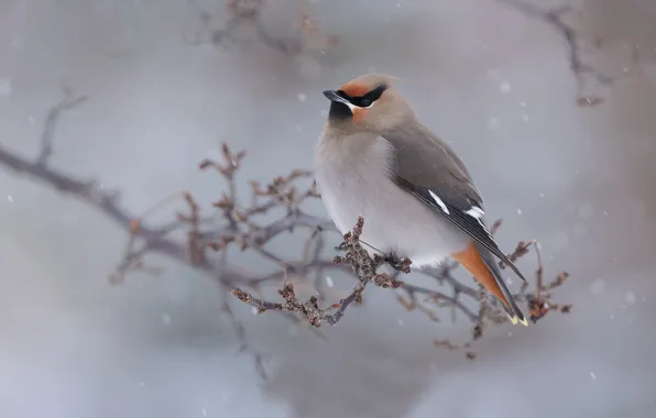 Winter, bird, branch, the Waxwing
