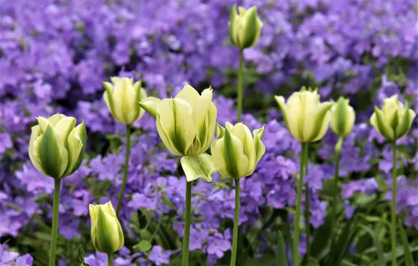 Picture blur, tulips, buds