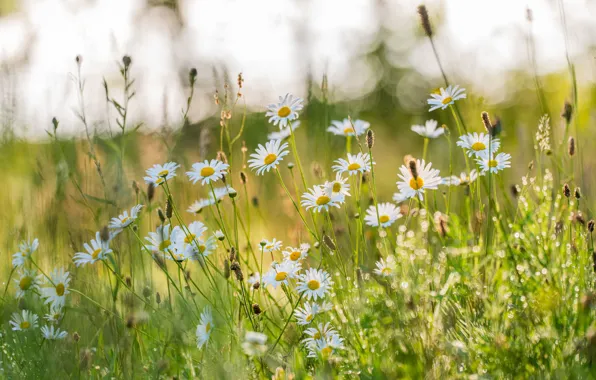 Greens, field, summer, grass, light, flowers, glade, chamomile