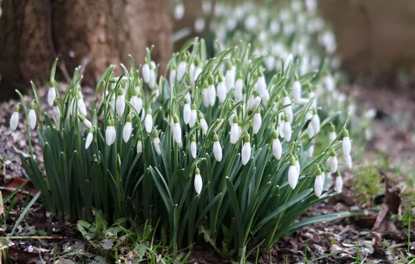 Forest, flowers, tree, glade, spring, snowdrops, white, primroses