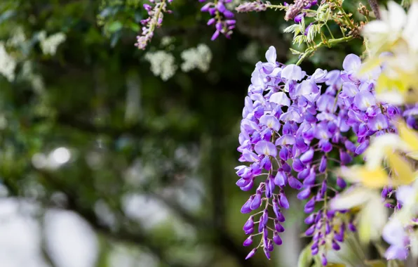 Flowers, branches, nature, background, tree, color, beauty, spring