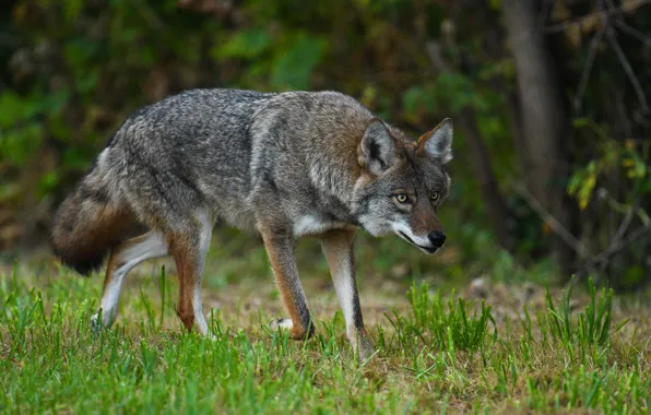 Forest, summer, grass, look, nature, pose, grey, wolf